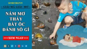 Giải Mã Nằm Mơ Thấy Bắt Nhiều Ốc Và Con Số Nên Đánh